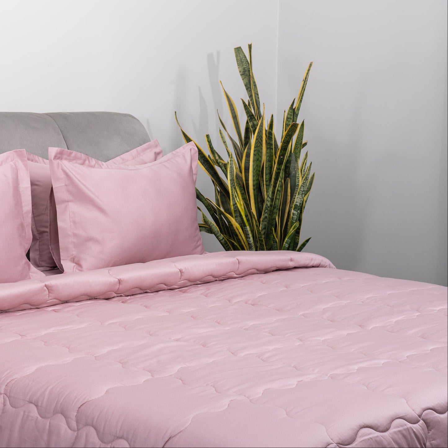 Blush Comforter